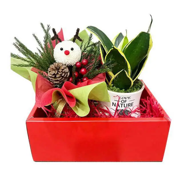 Mini Floral Hamper - Christmas 2023